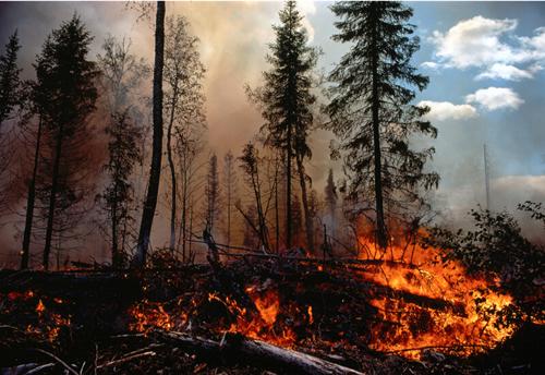 森林防火監控系統